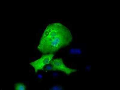 Immunocytochemistry/ Immunofluorescence: RFPL1 Antibody (OTI1D3) - Azide and BSA Free [NBP2-73861]