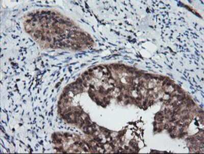 Immunohistochemistry-Paraffin: RFPL3 Antibody (OTI2G4) [NBP2-02034]