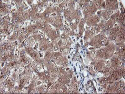 Immunohistochemistry-Paraffin: RFPL3 Antibody (OTI2G4) [NBP2-02034]