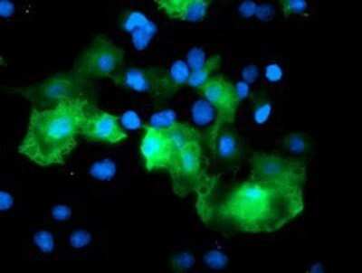 Immunocytochemistry/ Immunofluorescence: RFPL3 Antibody (OTI2G4) - Azide and BSA Free [NBP2-73862]