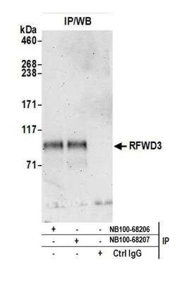 Immunoprecipitation: RFWD3 Antibody [NB100-68208]