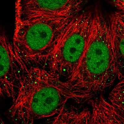 Immunocytochemistry/ Immunofluorescence: RFX1 Antibody [NBP2-13223]
