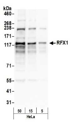 Western Blot: RFX1 Antibody [NBP1-52654]