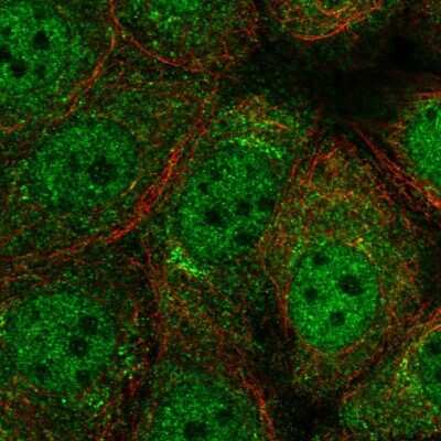 Immunocytochemistry/ Immunofluorescence: RFX2 Antibody [NBP2-13224]