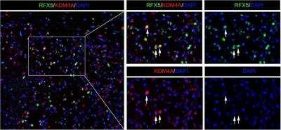 Immunohistochemistry: RFX5 Antibody [NBP1-86041]