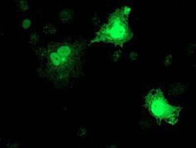 Immunocytochemistry/ Immunofluorescence: RFXANK Antibody (OTI3E7) [NBP2-01756]