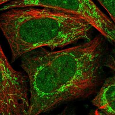 Immunocytochemistry/ Immunofluorescence: RG9MTD1 Antibody [NBP1-83654]