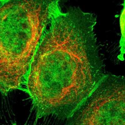 Immunocytochemistry/ Immunofluorescence: RG9MTD3 Antibody [NBP1-88770]