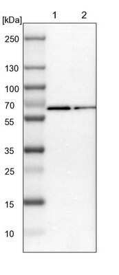 Western Blot: RGAG4 Antibody [NBP1-93561]