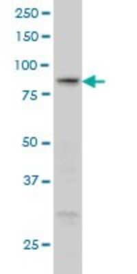 Western Blot: RGL1 Antibody (2D10) [H00023179-M01]