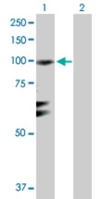 Western Blot: RGL1 Antibody [H00023179-D01P]