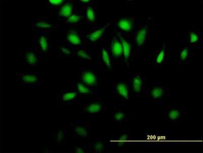 Immunocytochemistry/ Immunofluorescence: RGL4 Antibody [H00266747-B01P]
