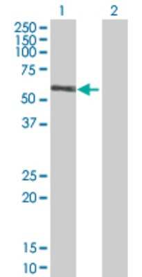 Western Blot: RGL4 Antibody [H00266747-B01P]