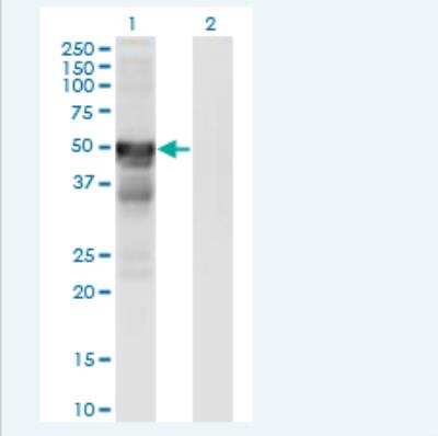 Western Blot: RGM-A Antibody (6D7) [H00056963-M01-100ug]