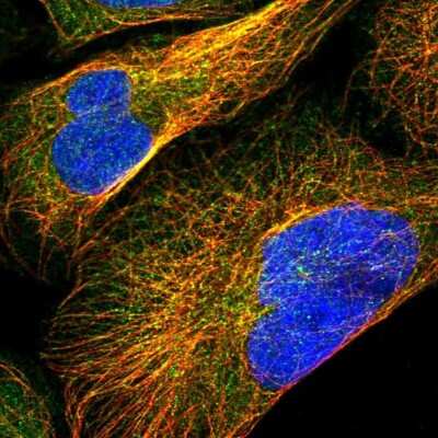 Immunocytochemistry/ Immunofluorescence: RGNEF Antibody [NBP1-90880]