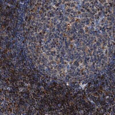 Immunohistochemistry-Paraffin: RGS10 Antibody [NBP1-86020]