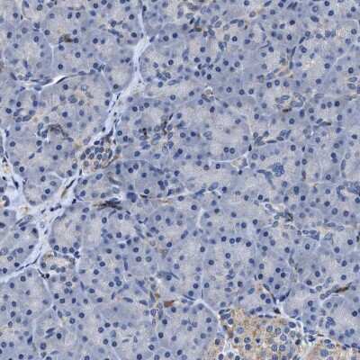 Immunohistochemistry-Paraffin: RGS10 Antibody [NBP1-86020]