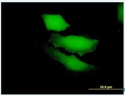 Immunocytochemistry/ Immunofluorescence: RGS13 Antibody [H00006003-B01P]