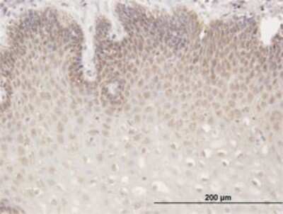 Immunohistochemistry-Paraffin: RGS13 Antibody [H00006003-B01P]