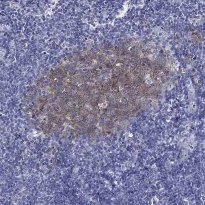 Immunohistochemistry-Paraffin: RGS13 Antibody [NBP3-17112]