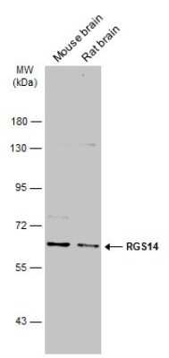 Western Blot: RGS14 Antibody [NBP3-12912]