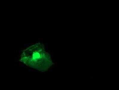 Immunocytochemistry/ Immunofluorescence: RGS16 Antibody (OTI4E5) [NBP2-01584]