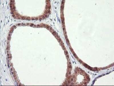 Immunohistochemistry-Paraffin: RGS16 Antibody (OTI4E5) [NBP2-01584]