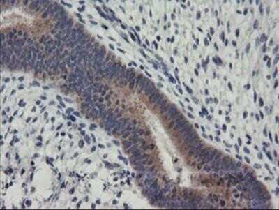 Immunohistochemistry-Paraffin: RGS16 Antibody (OTI4E5) [NBP2-01584]