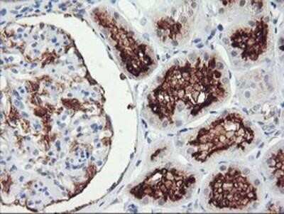 Immunohistochemistry-Paraffin: RGS16 Antibody (OTI4E5) [NBP2-01584]