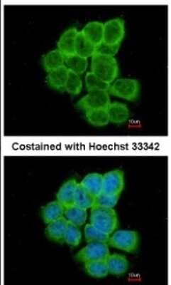 Immunocytochemistry/ Immunofluorescence: RGS17 Antibody [NBP1-33694]