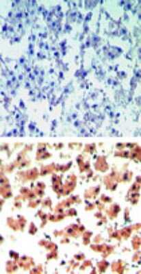Immunohistochemistry-Paraffin: RGS19 Antibody [NBP2-24516]