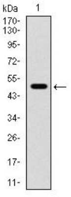 Western Blot: RHAMM/CD168 Antibody (2F2C9)BSA Free [NBP2-52437]