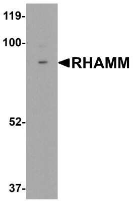 Western Blot: RHAMM/CD168 AntibodyBSA Free [NBP1-76538]