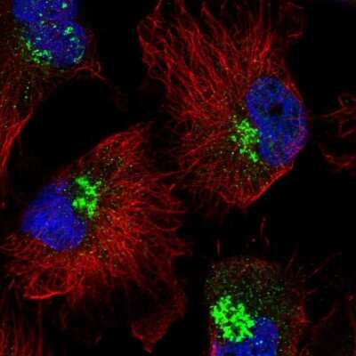 Immunocytochemistry/ Immunofluorescence: RHBDD2 Antibody [NBP1-92330]