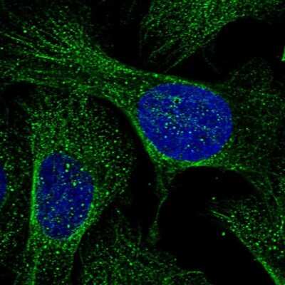 Immunocytochemistry/ Immunofluorescence: RHBDD3 Antibody [NBP1-92331]