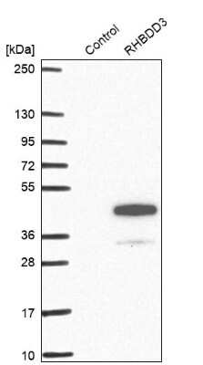 Western Blot: RHBDD3 Antibody [NBP1-92331]