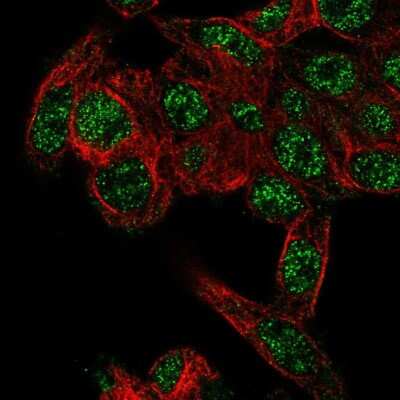 Immunocytochemistry/ Immunofluorescence: RHBG Antibody [NBP2-59022]