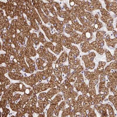 Immunohistochemistry: RHEBL1 Antibody [NBP2-32581]
