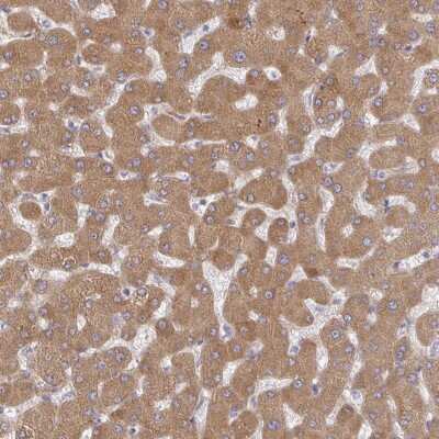 Immunohistochemistry-Paraffin: RHEBL1 Antibody [NBP2-33674]