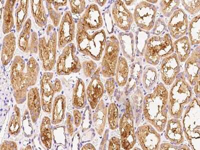 Immunohistochemistry-Paraffin: RHEBL1 Antibody [NBP2-99023]