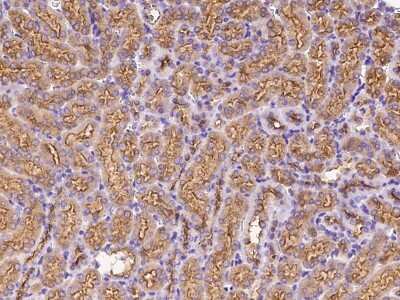 Immunohistochemistry-Paraffin: RHEBL1 Antibody [NBP2-99023]