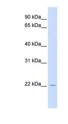 Western Blot: RHEBL1 Antibody [NBP1-58891]