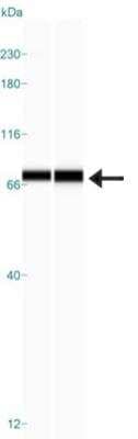 Simple Western: RHOT2 Antibody [NBP1-88982]