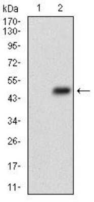 Western Blot: RIAM/APBB1IP Antibody (7E7A3)BSA Free [NBP2-52417]