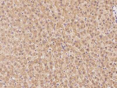 Immunohistochemistry-Paraffin: RIC3 Antibody [NBP2-97932]