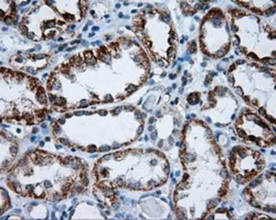 Immunohistochemistry-Paraffin: RIC8A Antibody (OTI3G3) [NBP2-02433]