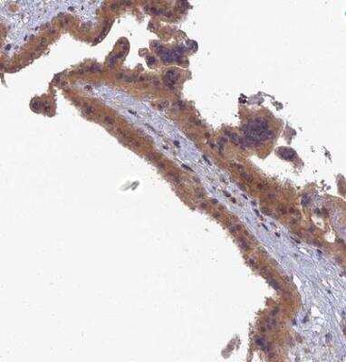 Immunohistochemistry-Paraffin: RIC8B Antibody [NBP2-13232]