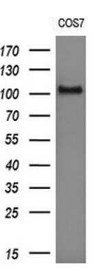 Western Blot: RIG-I Antibody (OTI6C1)Azide and BSA Free [NBP2-73909]