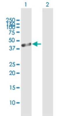 Western Blot: RILPL1 Antibody [H00353116-B01P]