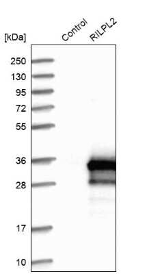 Western Blot: RILPL2 Antibody [NBP1-82041]